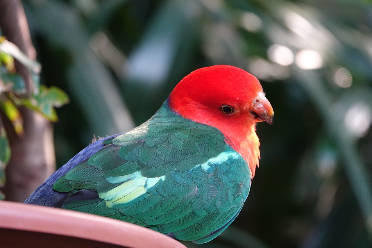 parrot  redhead  color free photo