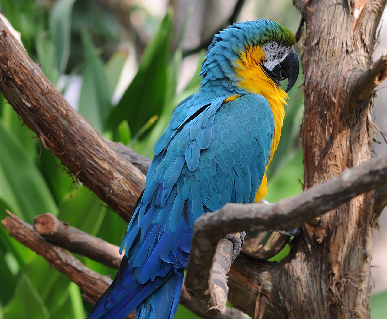 parrot  birds  blue free photo