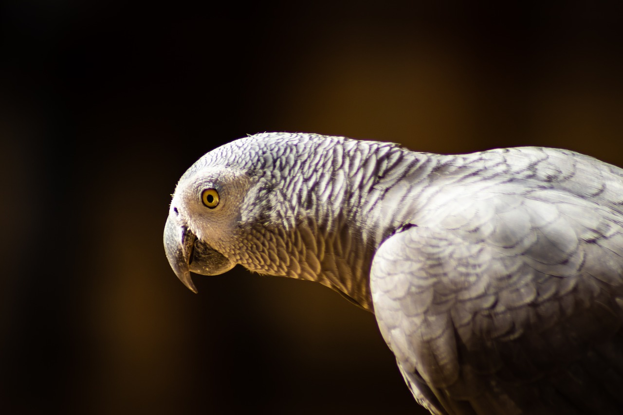 parrot  bird  animals free photo