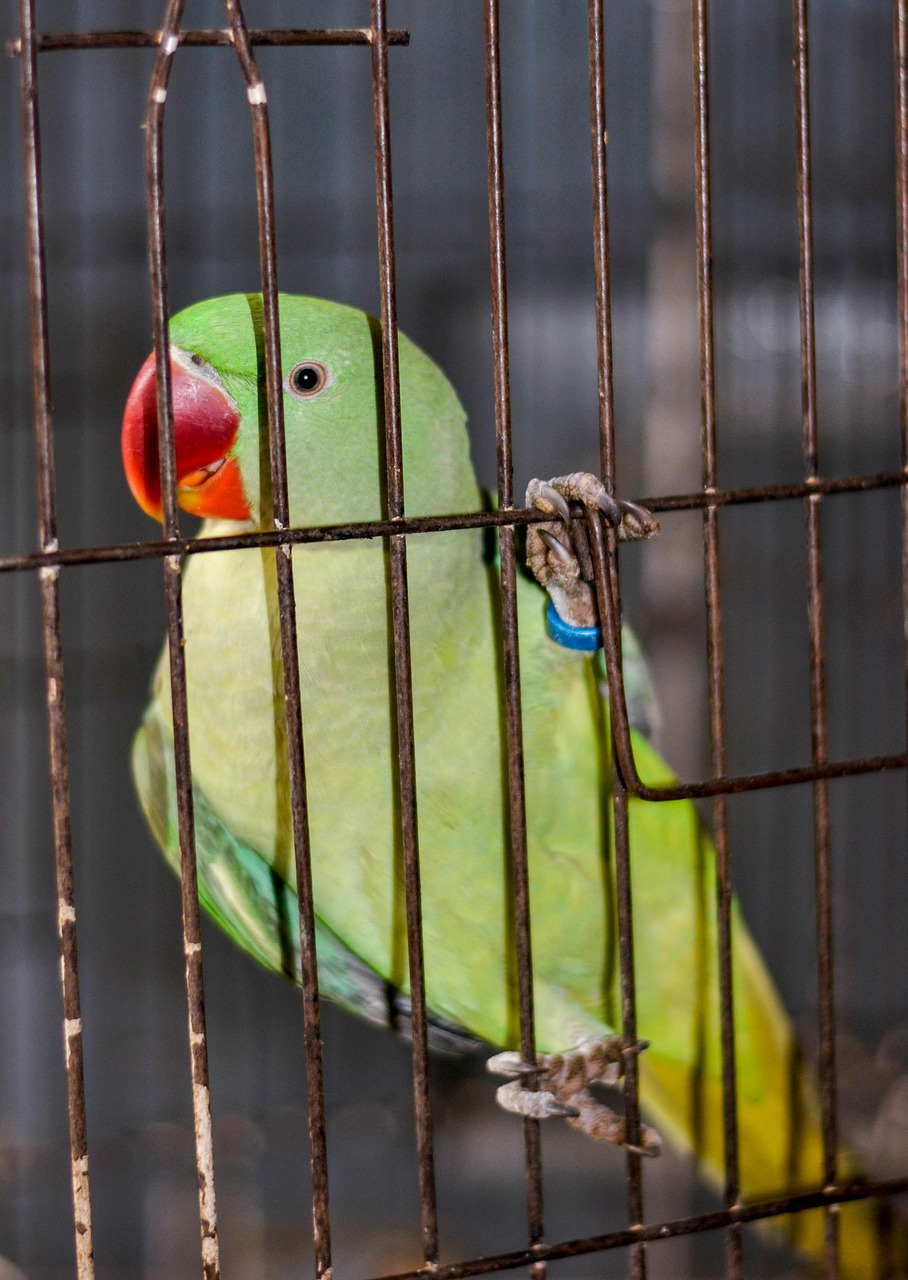 parrot  green parrot  parrots free photo