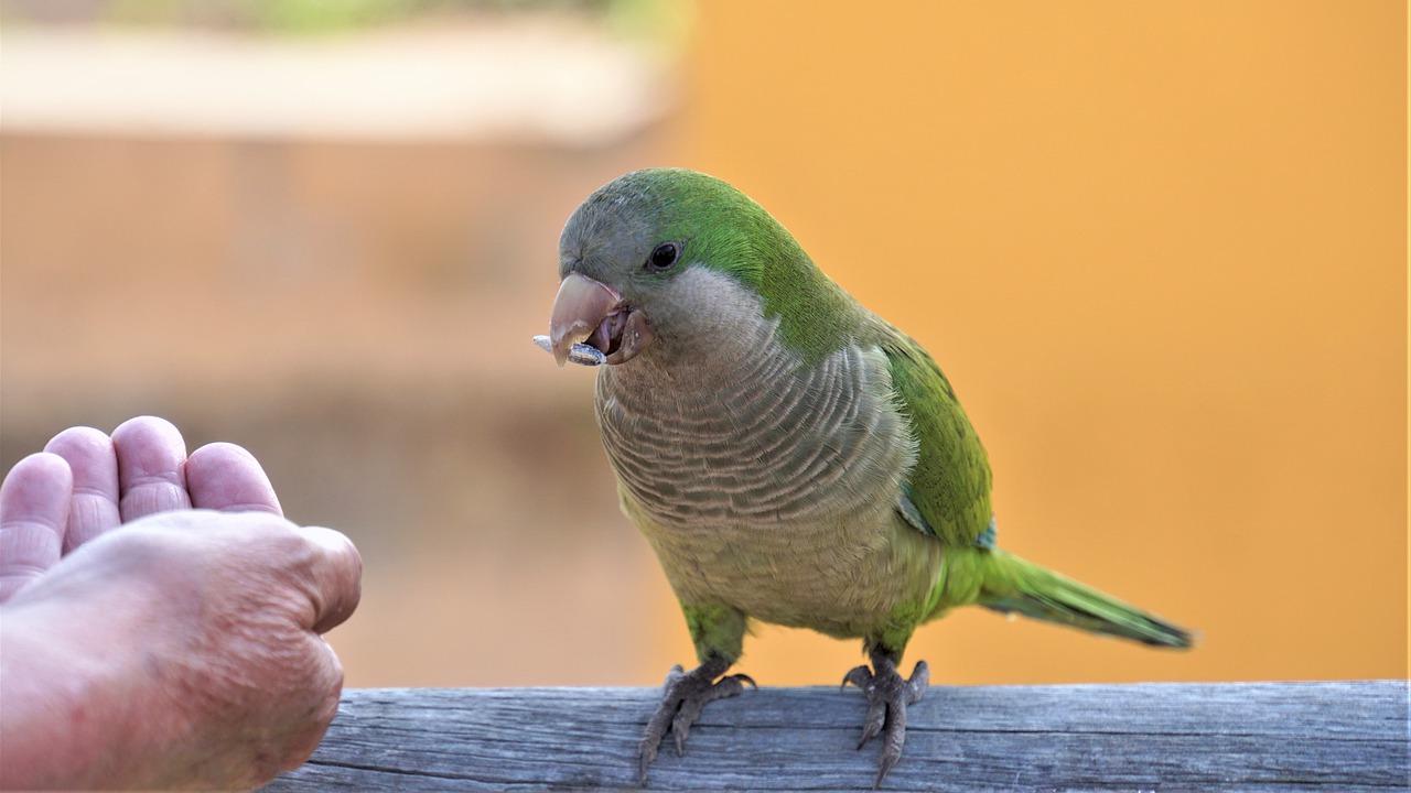 parrot  green  the slender-billed parakeet free photo