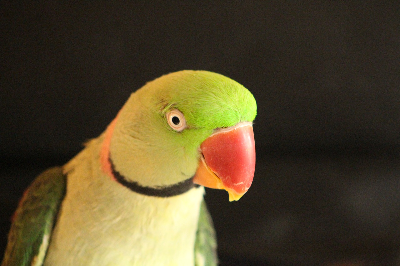 parrot  bird green  bird free photo