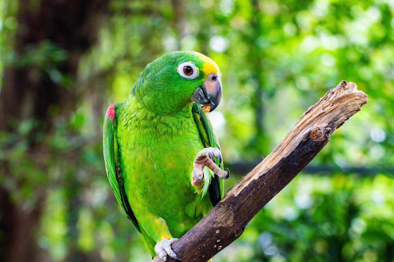 parrot  bird  colorful free photo