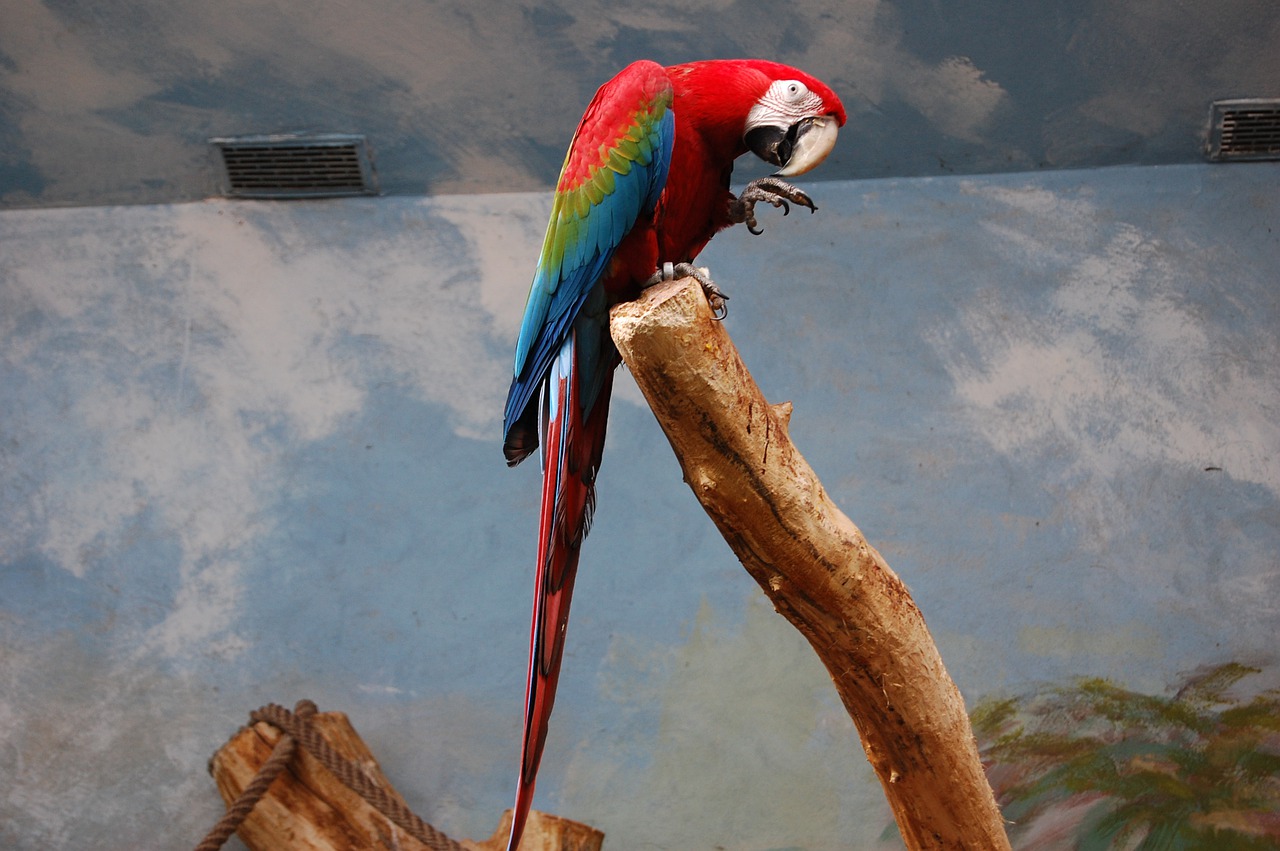 parrot  bird  zoo free photo