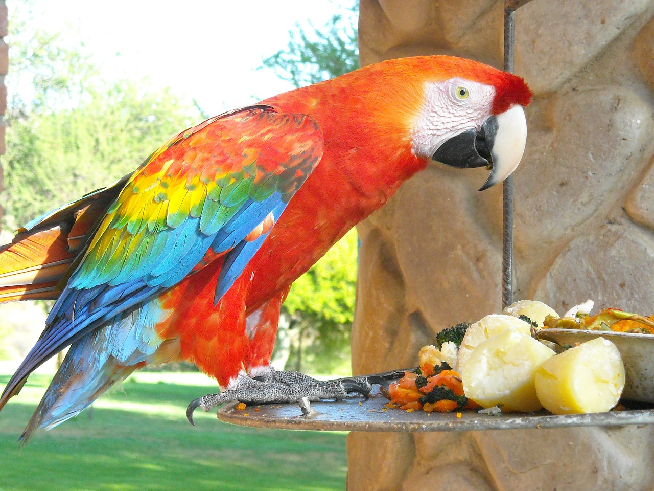 parrot ave animals free photo