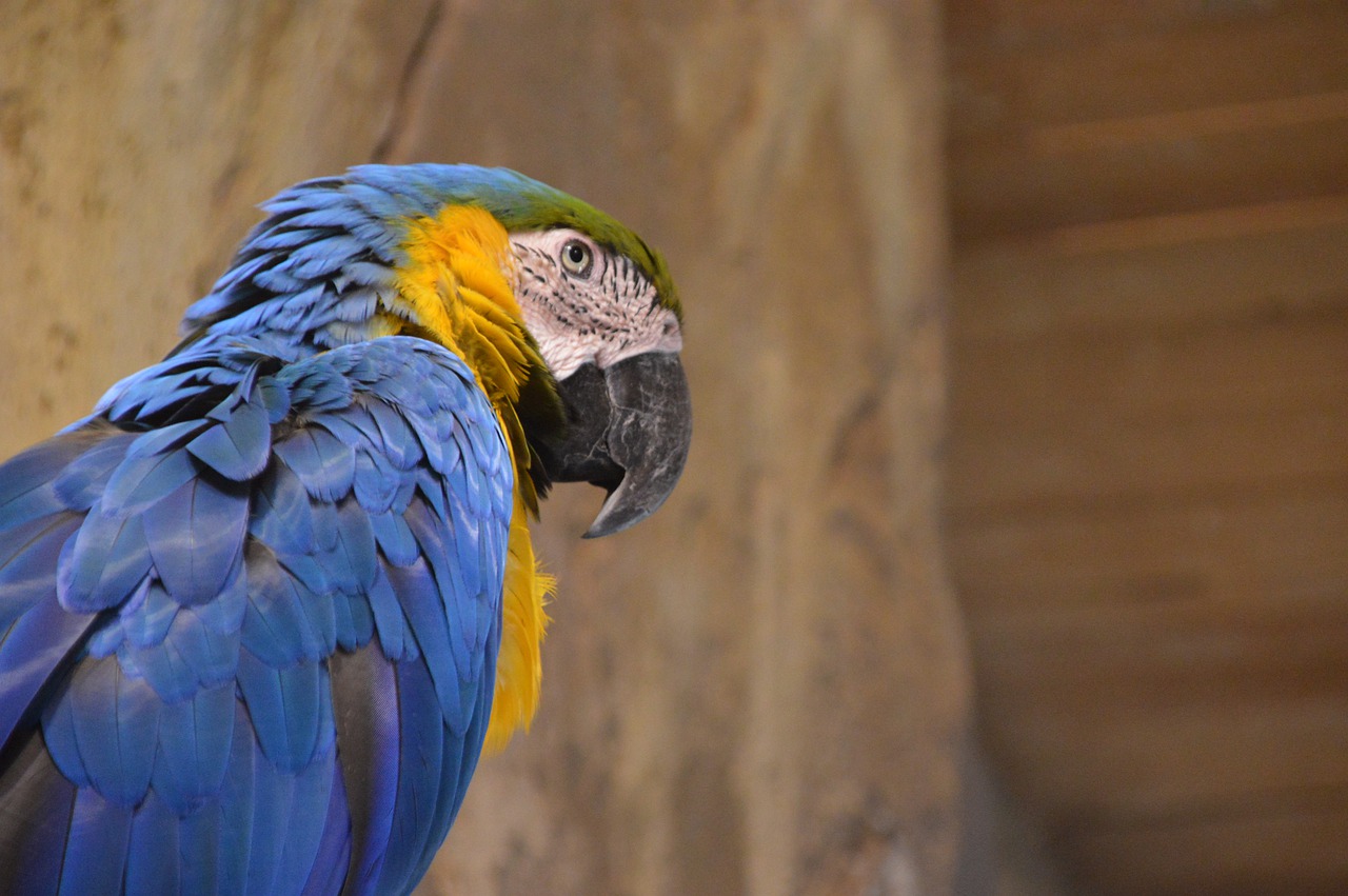 parrot  bird  wildlife free photo