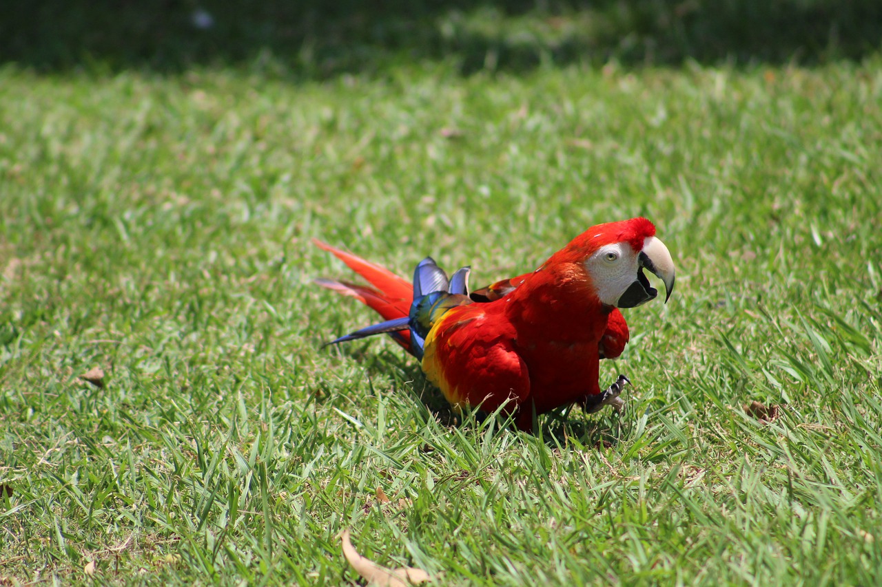 parrot  ave  macaw free photo