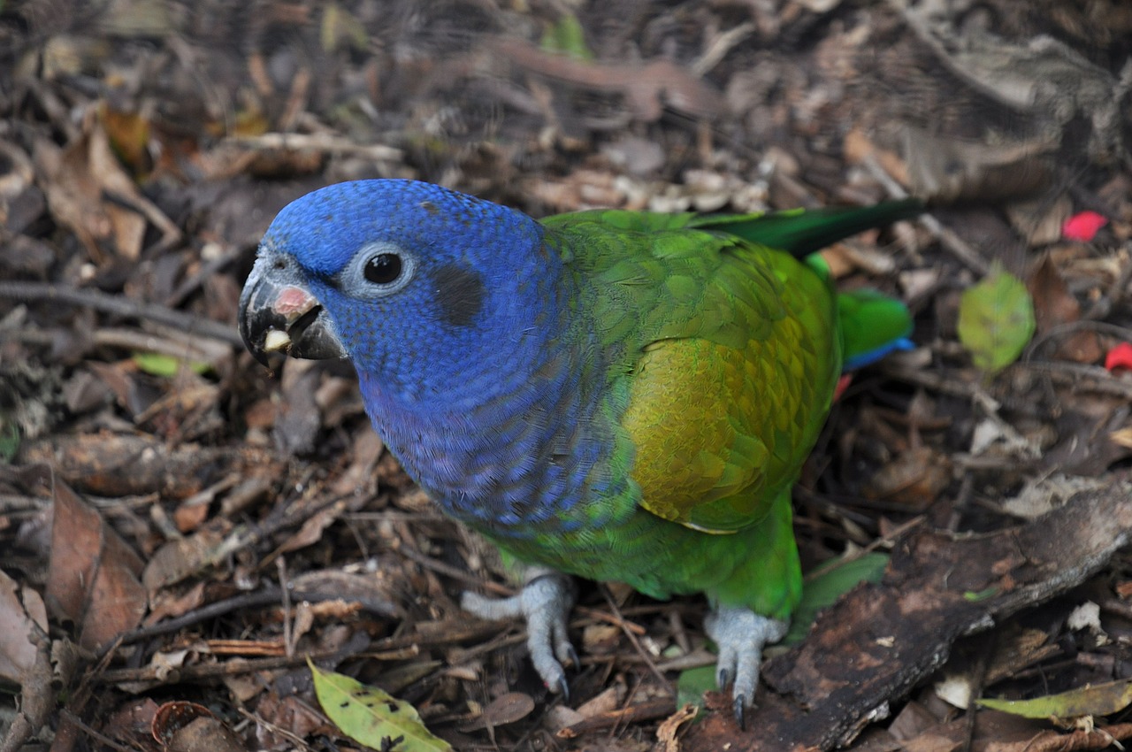 parrot blue brazil free photo