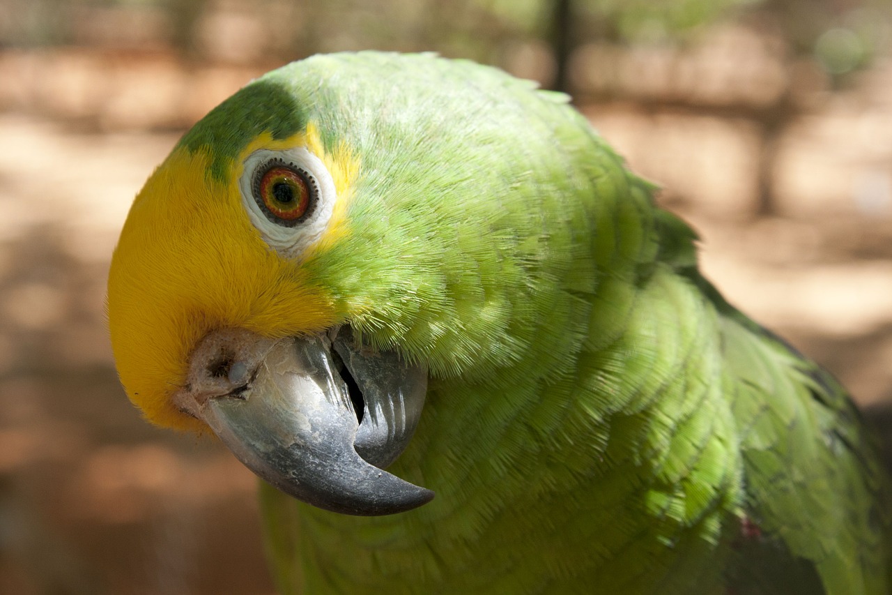 parrot ave bird free photo