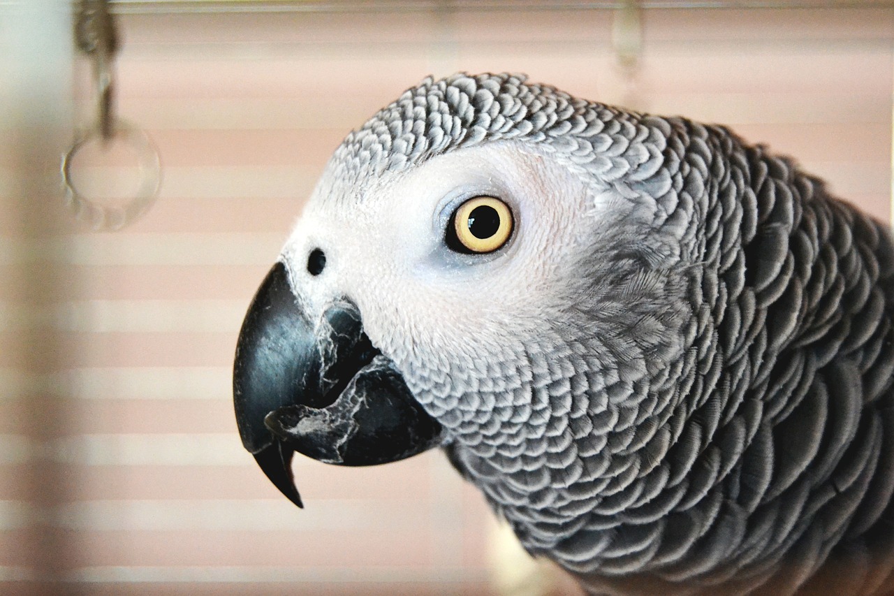 parrot eye feather free photo