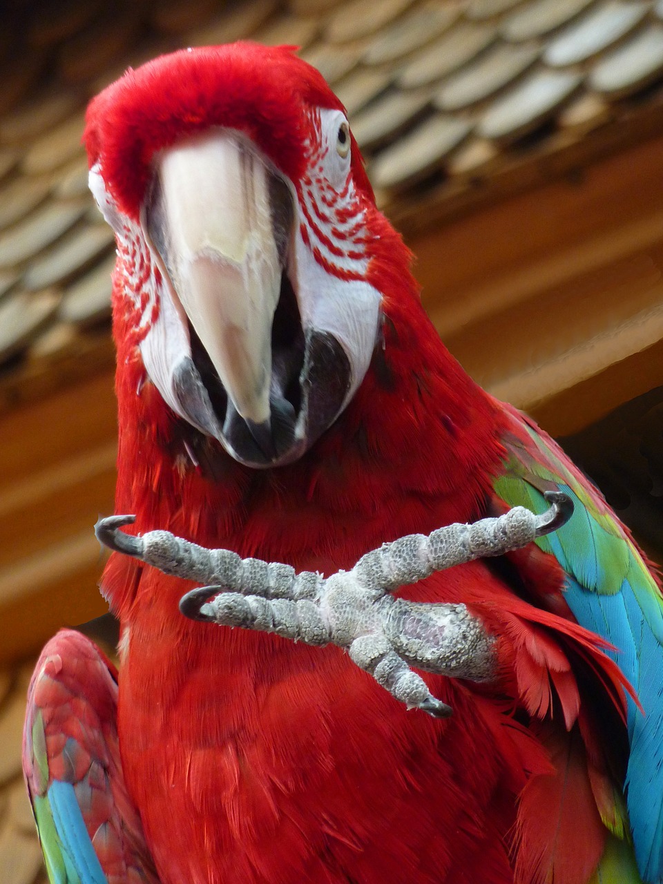 parrot claw foot free photo