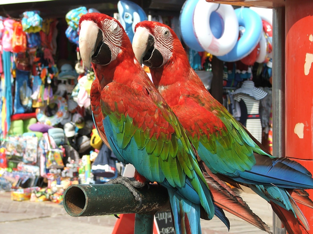 parrot parrots bird free photo