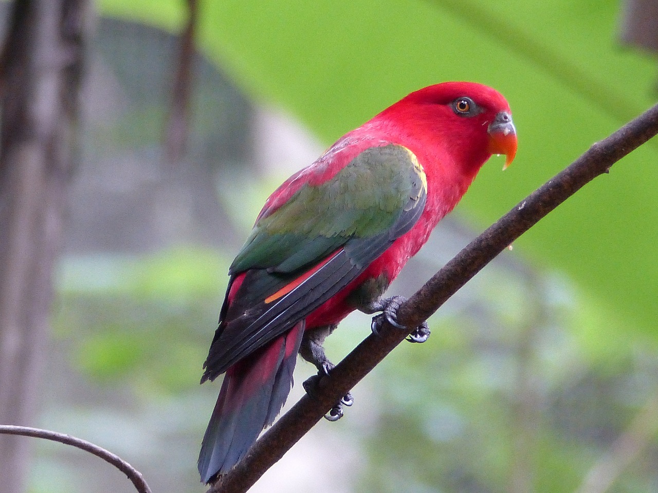 parrot red wild free photo