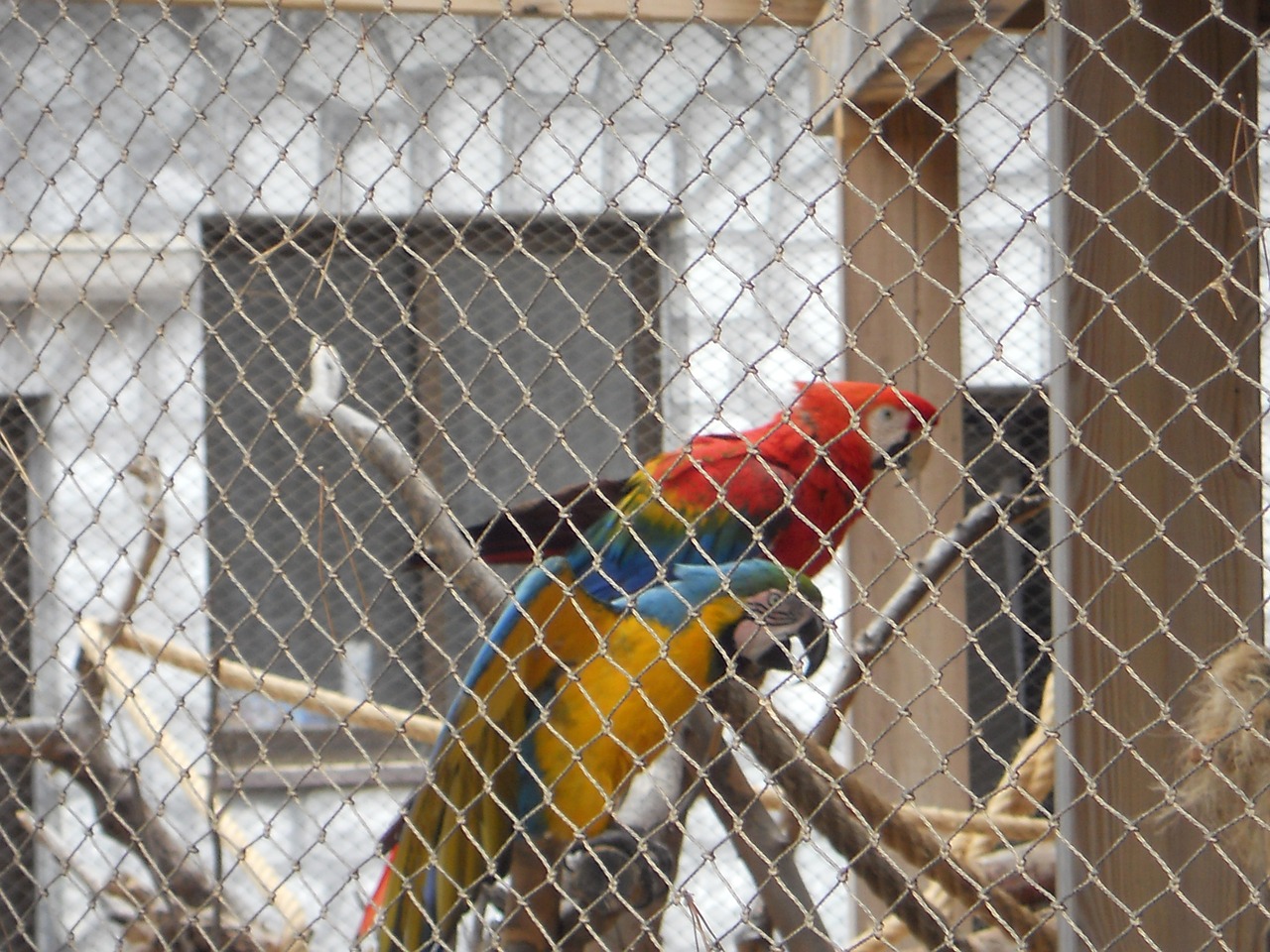 parrot parrot in cage birds free photo