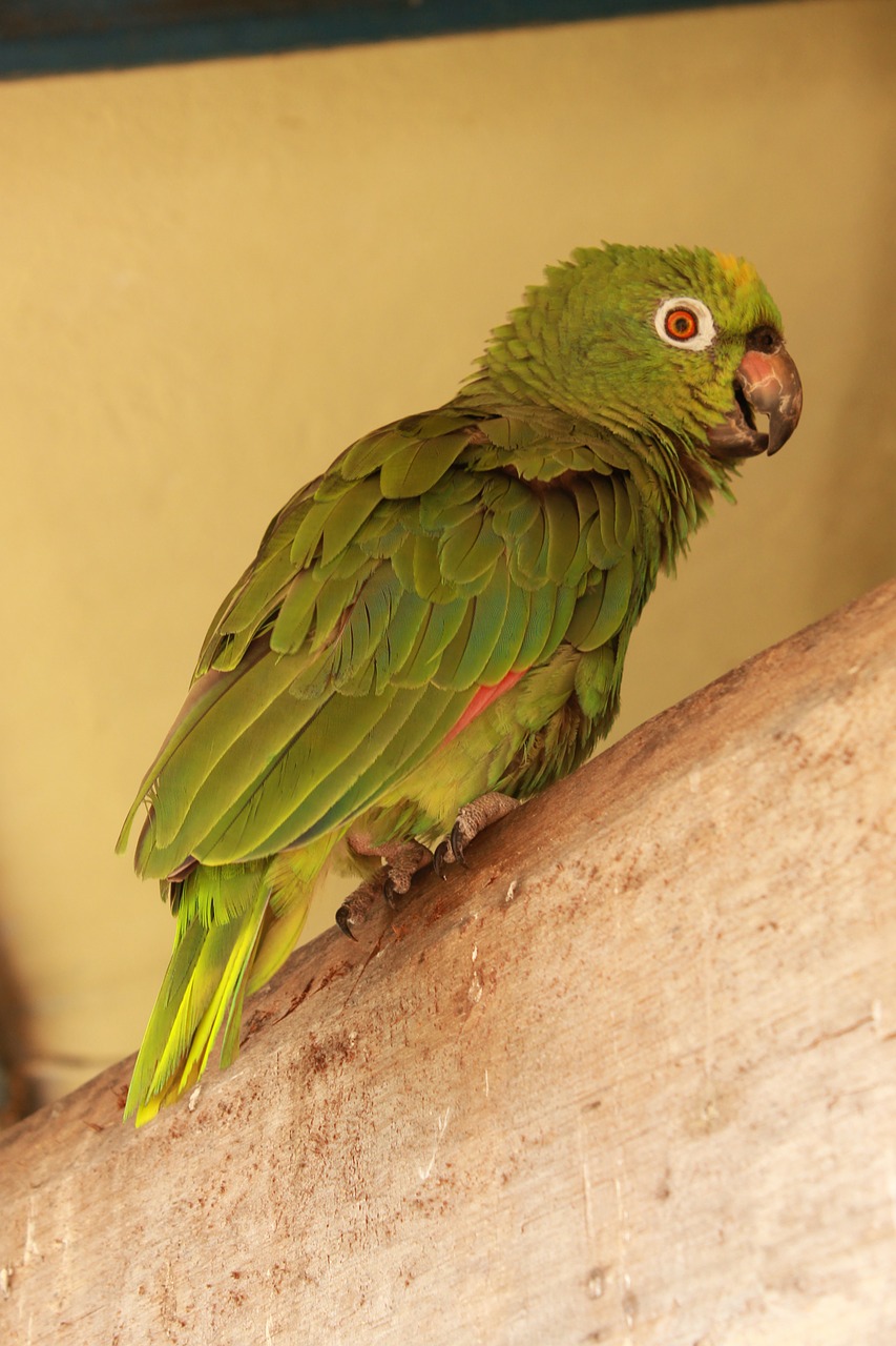 parrot bird animal free photo