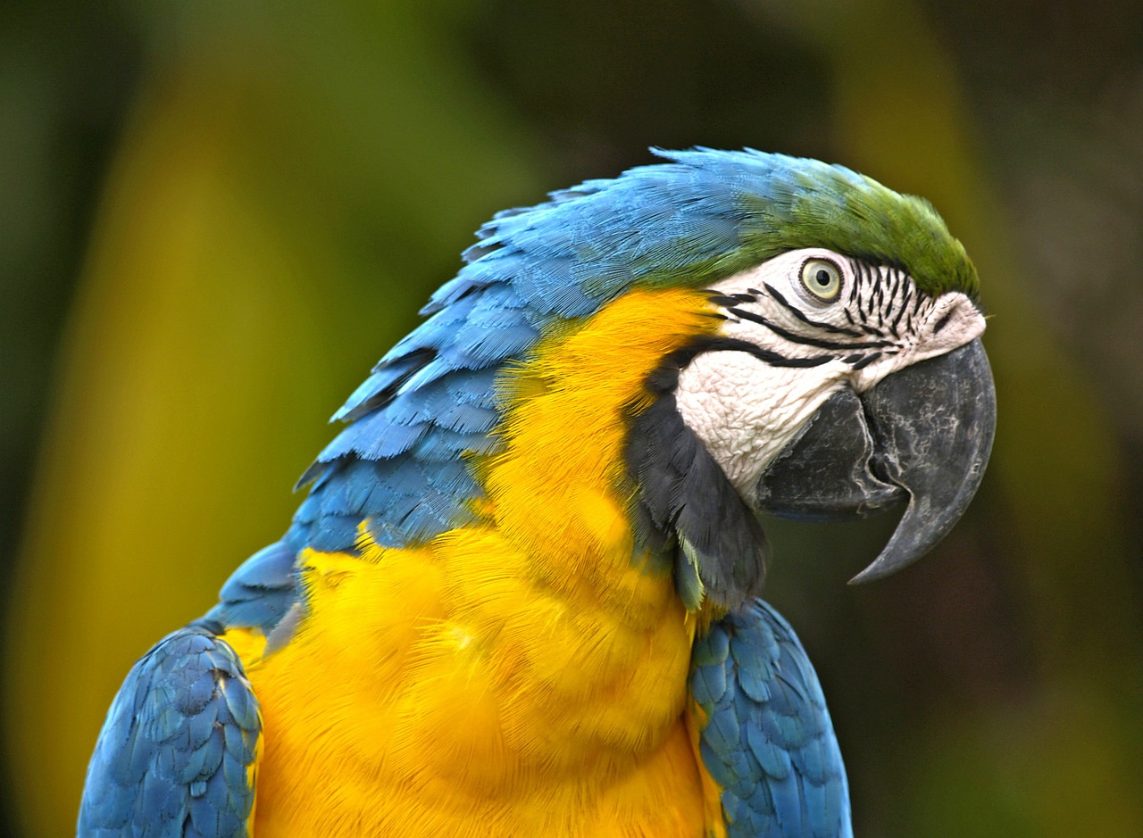 parrot bird yellow free photo