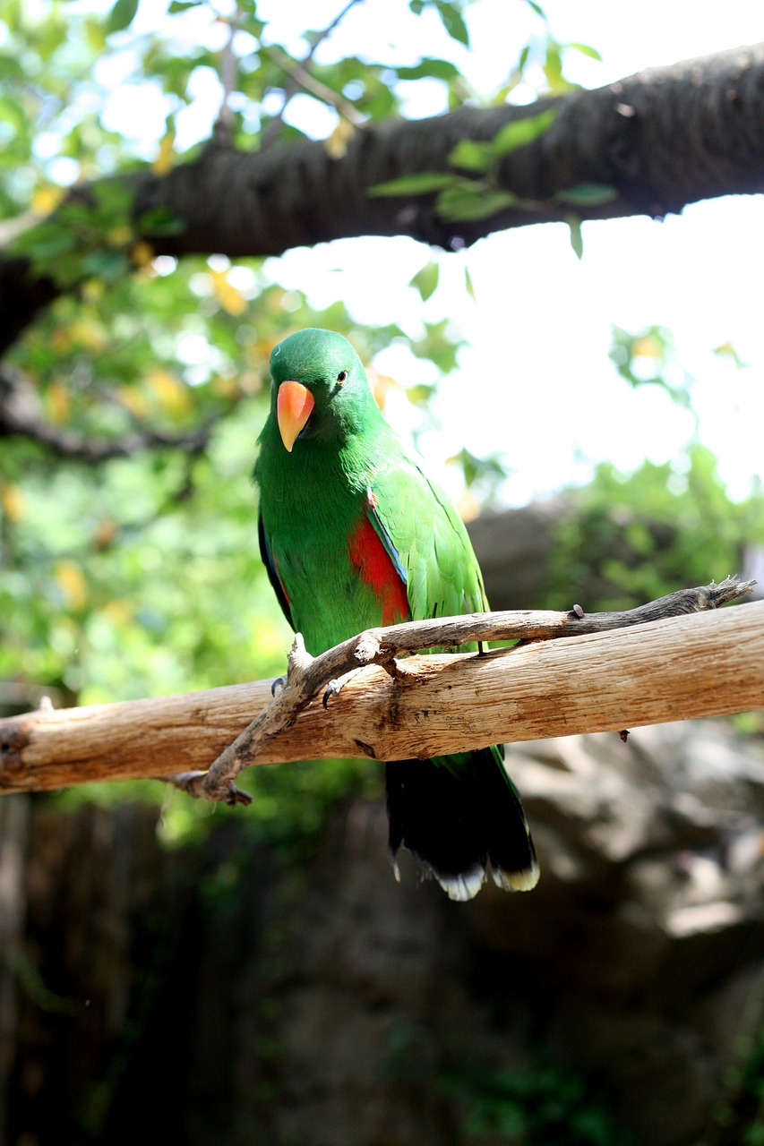parrot everland new free photo