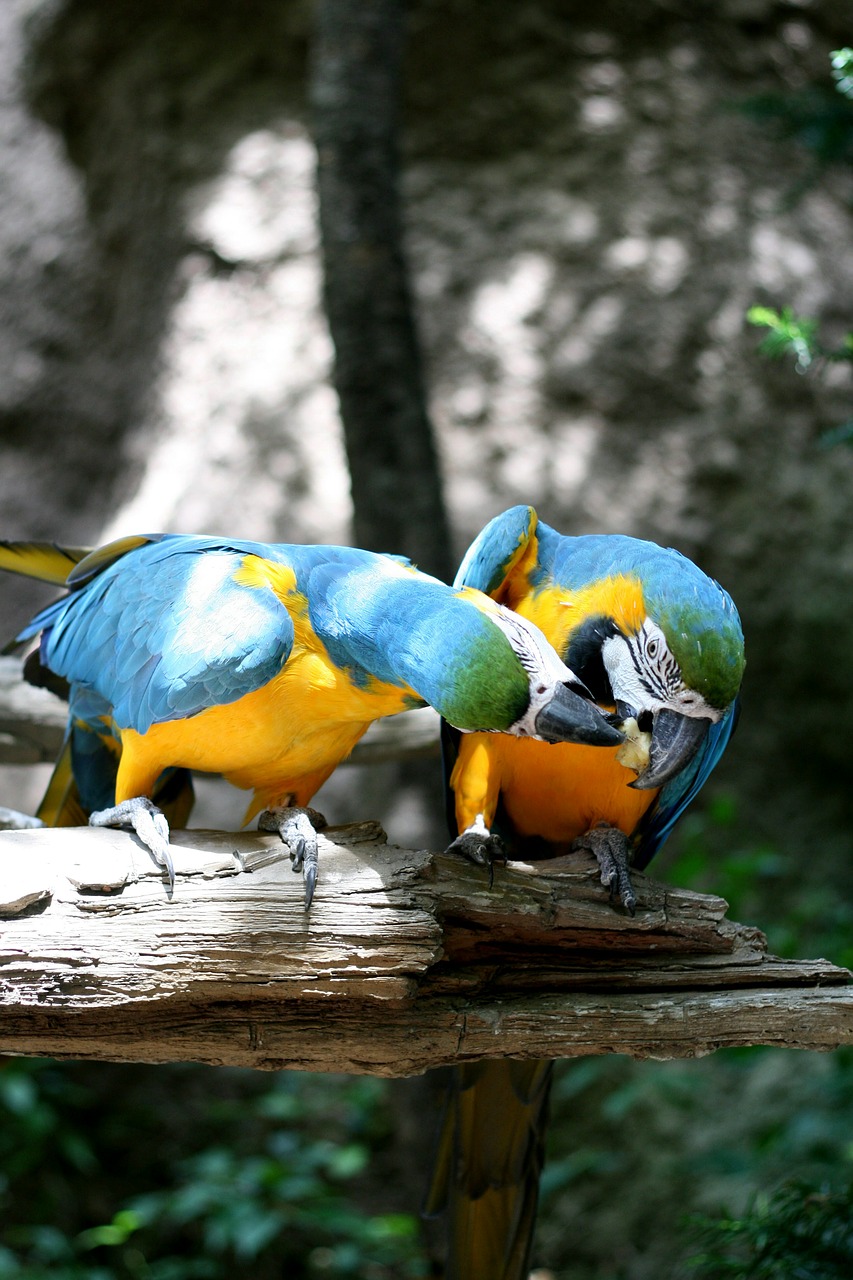 parrot everland couples free photo