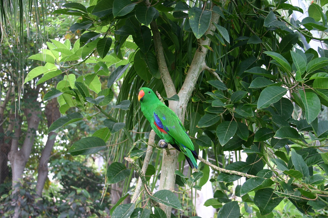 parrot leaves trees free photo