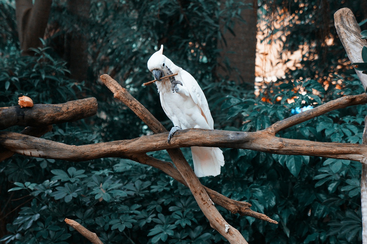 parrot bird cute free photo