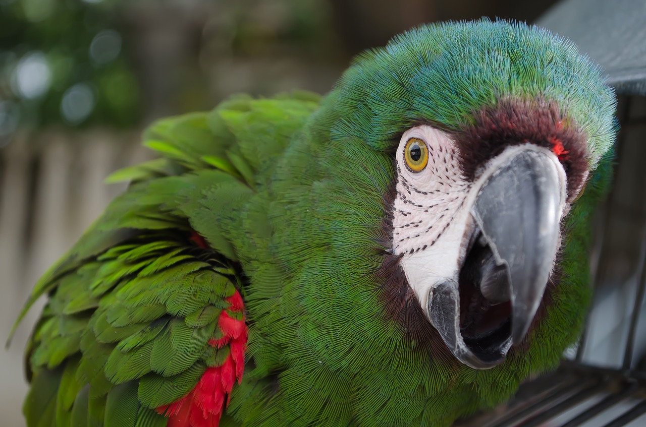 parrot green tropical free photo