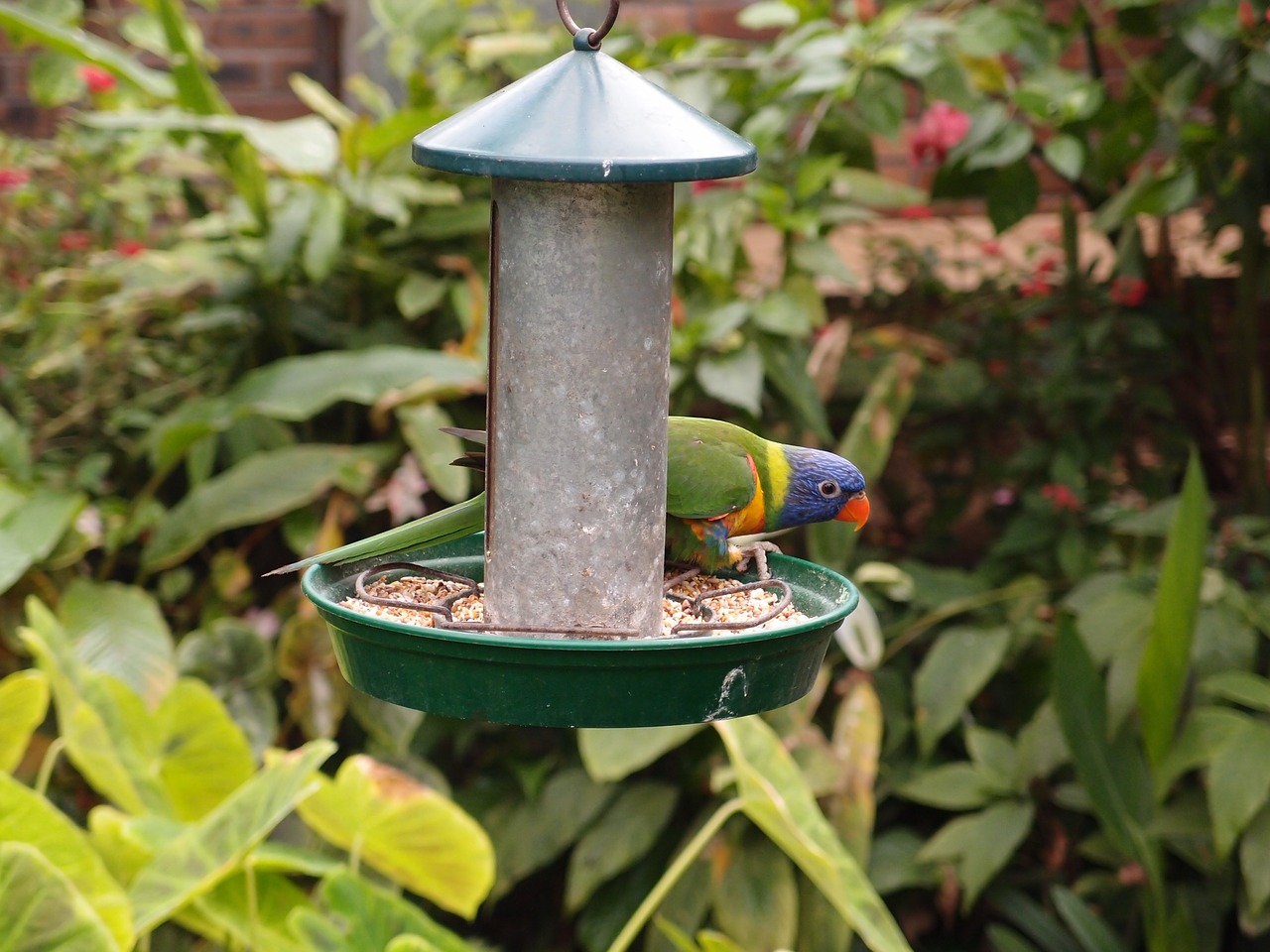 parrot bird feeding free photo