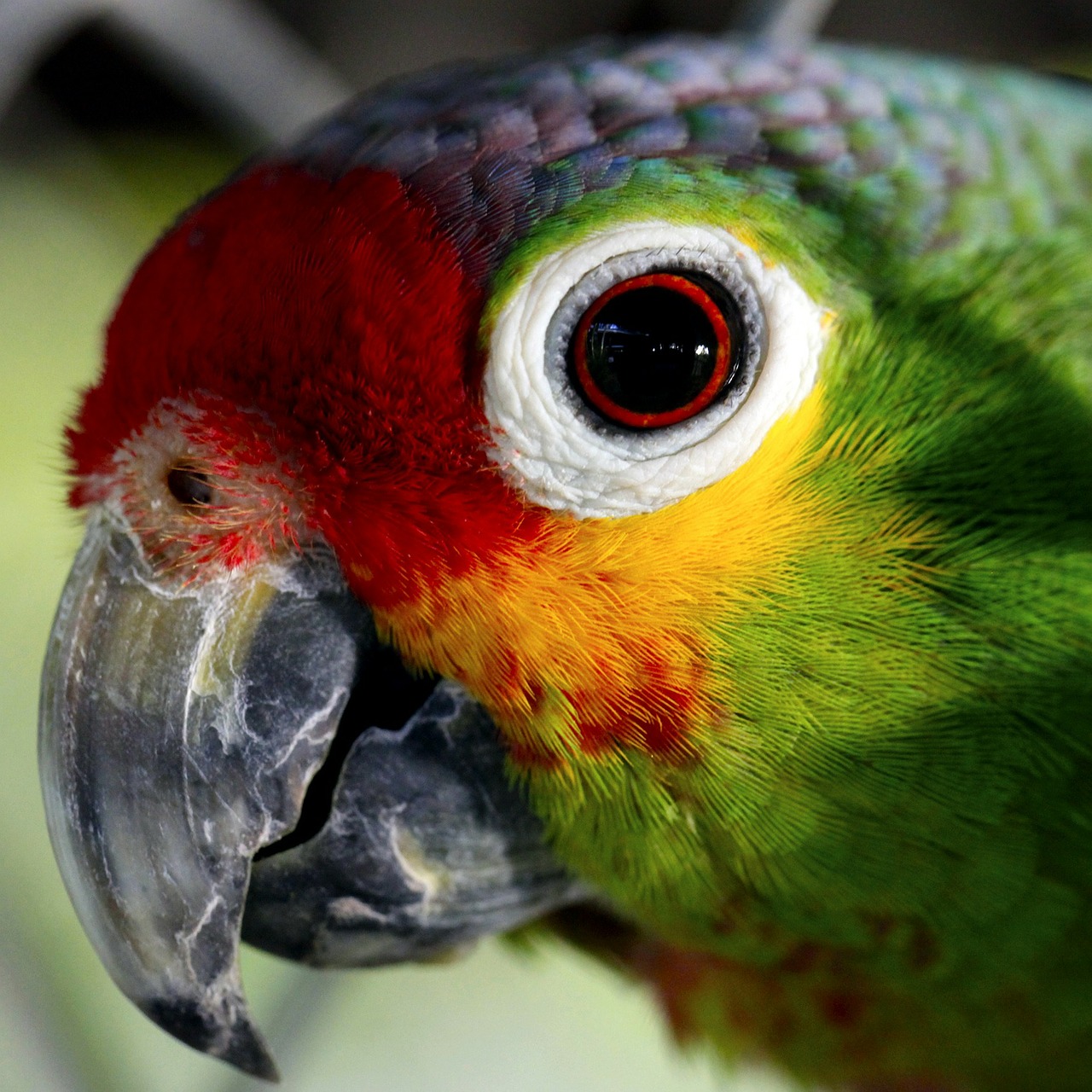 parrot ave captivity free photo