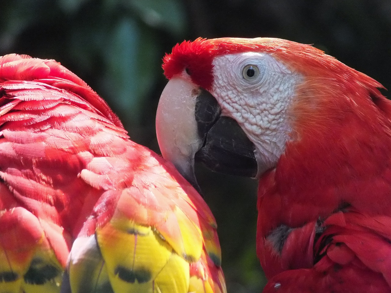 parrot ara mexico free photo