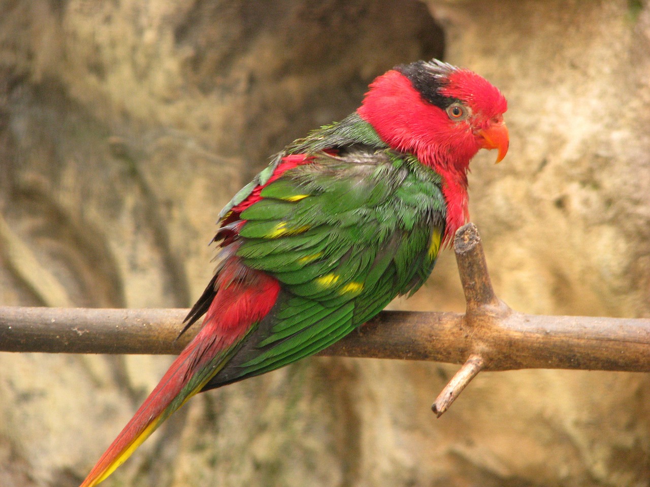 parrot bird perched free photo