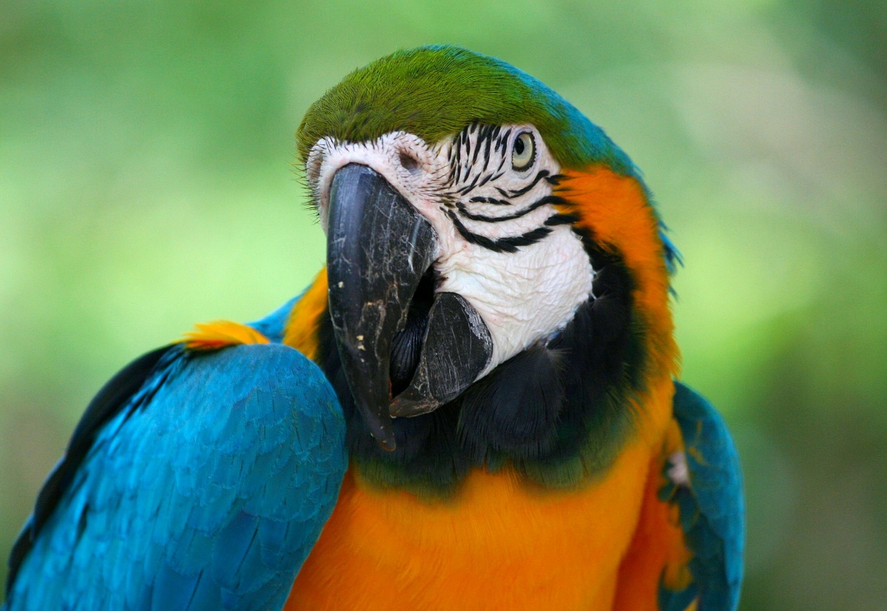 parrot tropical bird free photo