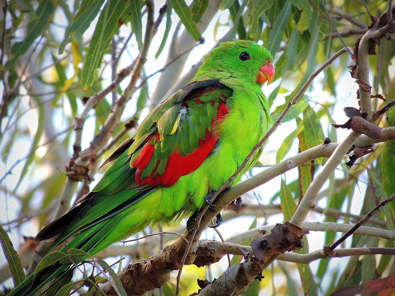 parrot australian native free photo