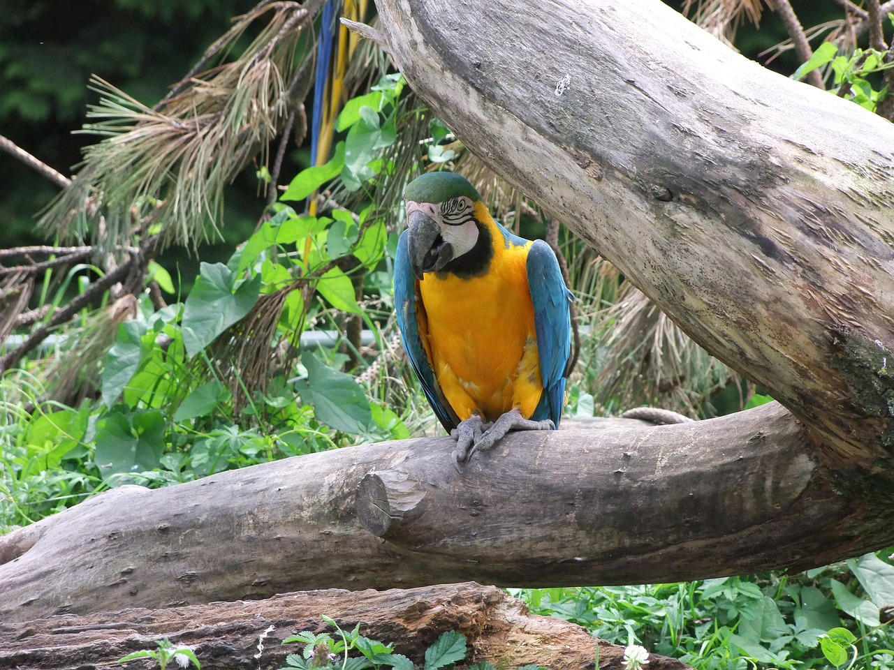 parrot yellow bird free photo