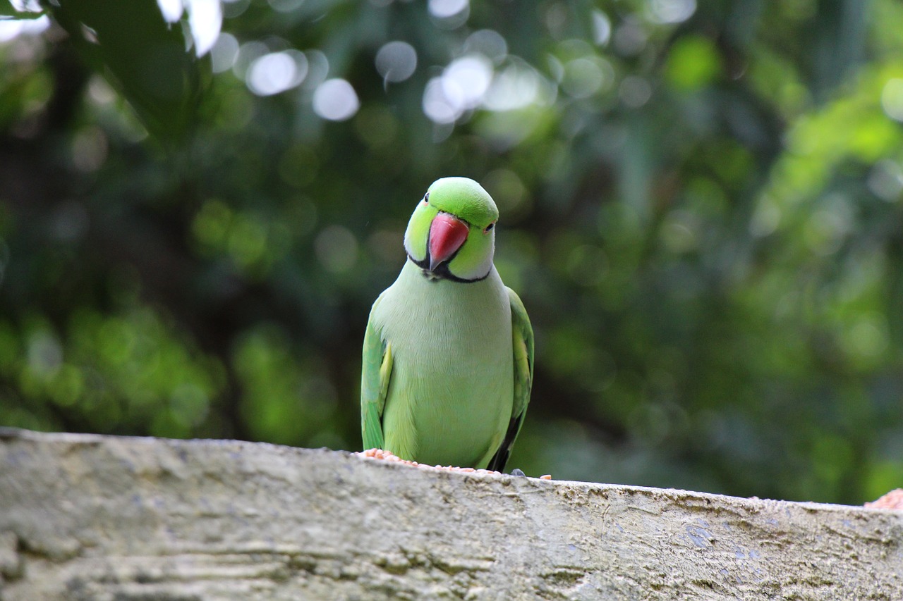 parrot bird pet free photo