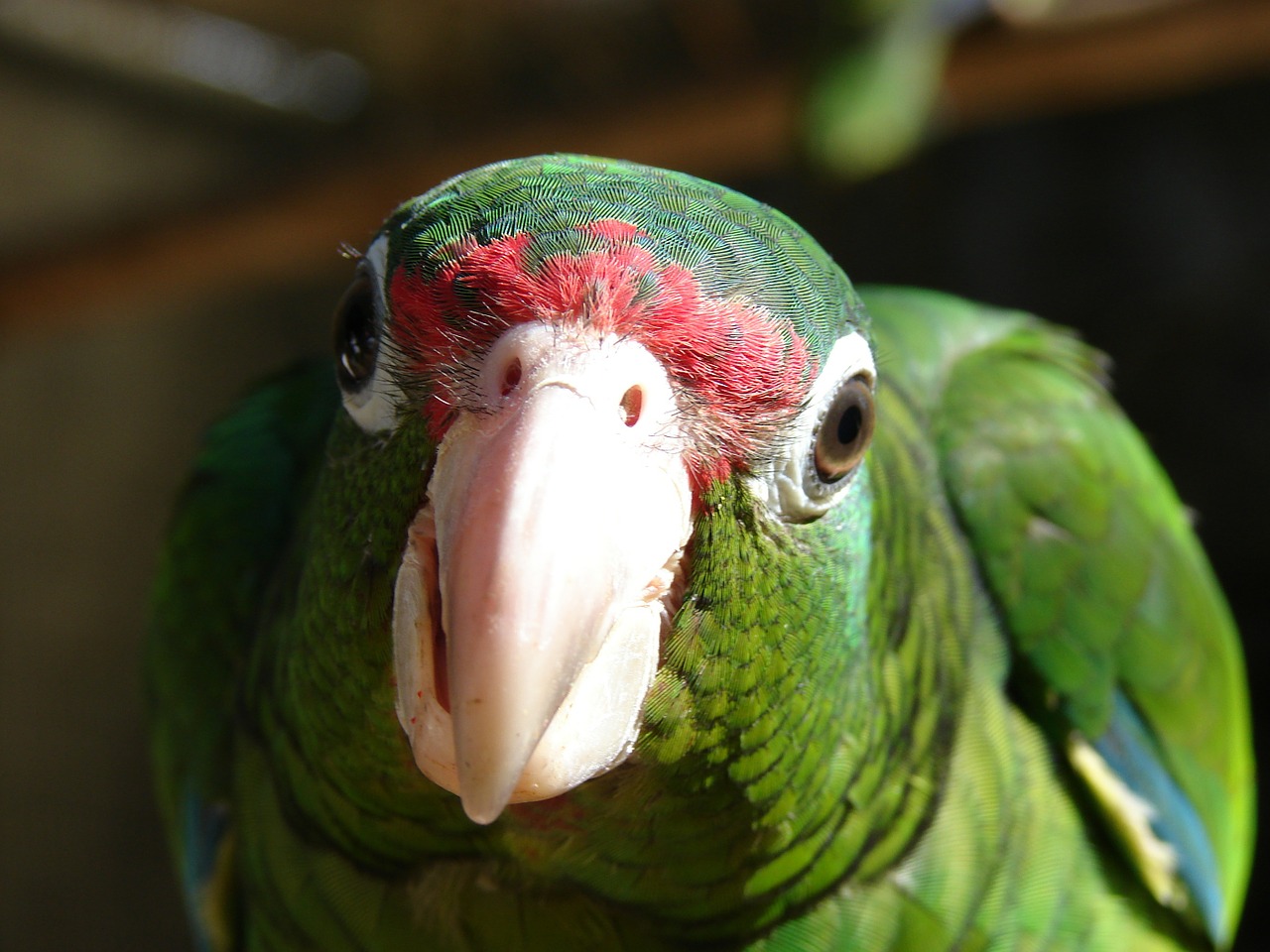 parrot ara bird free photo