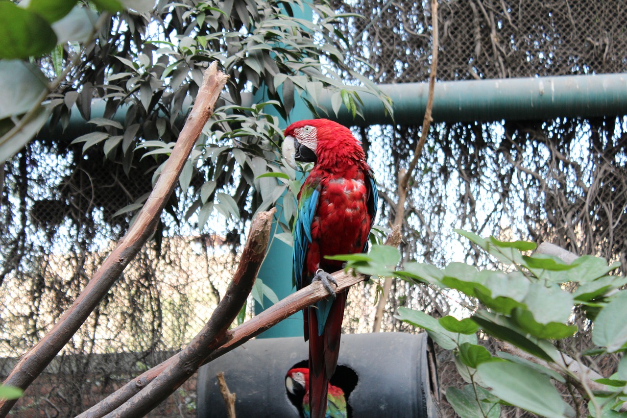 parrot bird zoo free photo