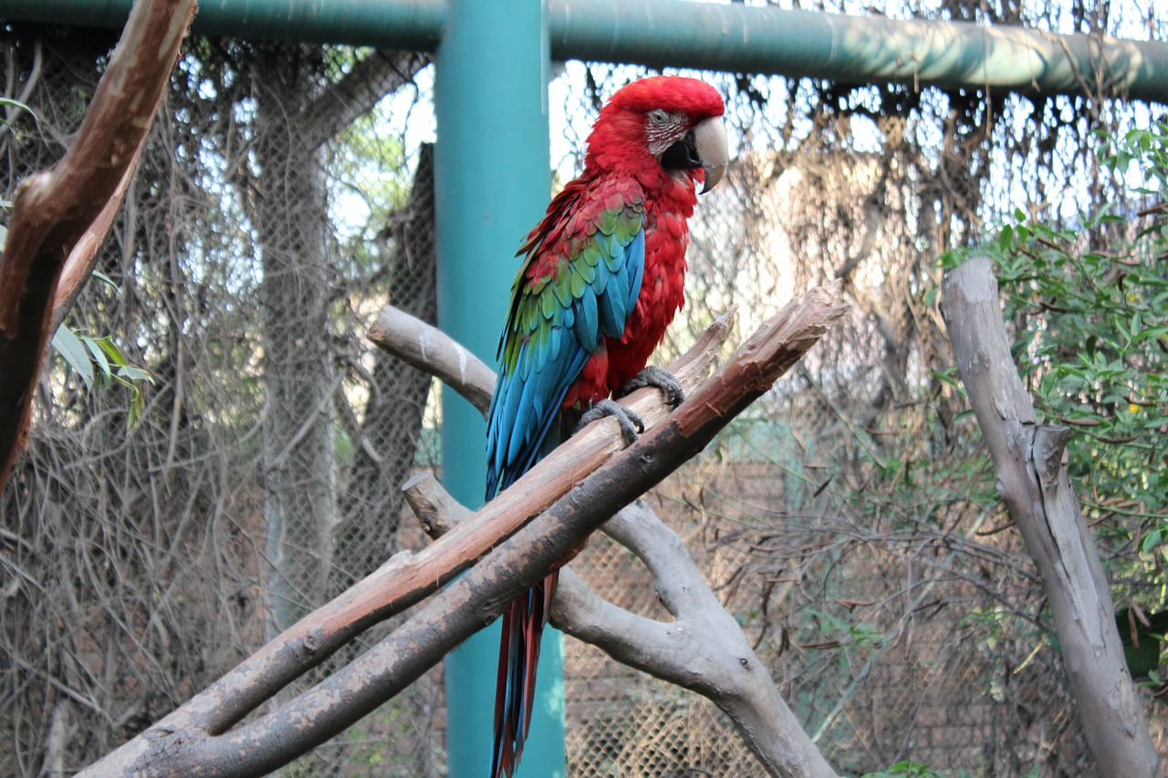 parrot bird zoo free photo