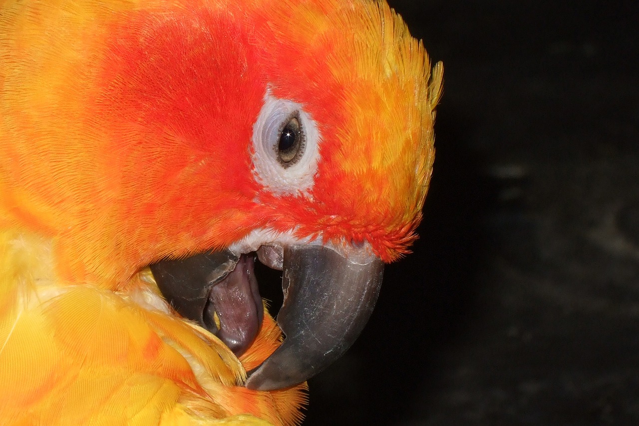 parrot bird orange free photo