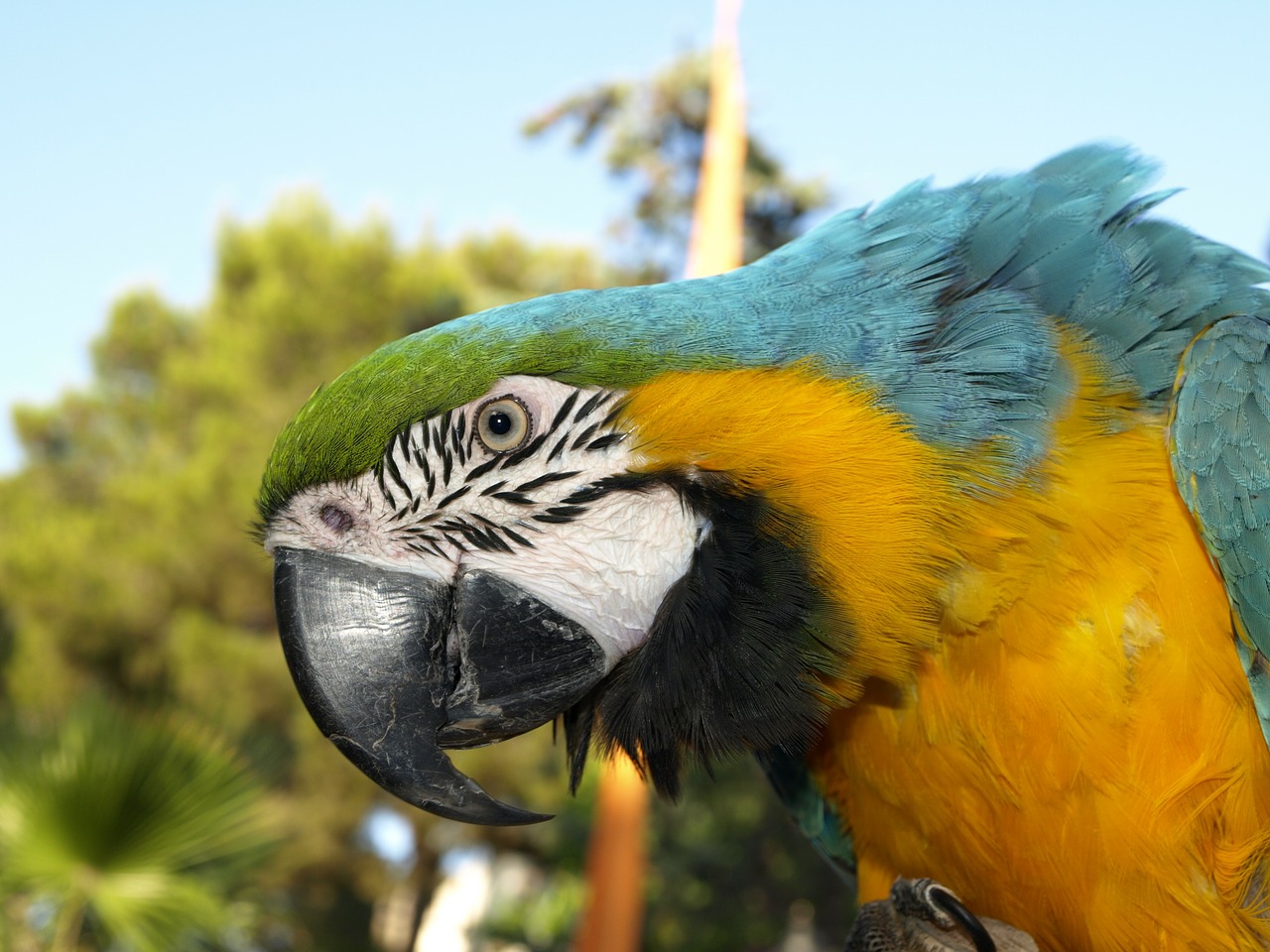 parrot bird ara free photo