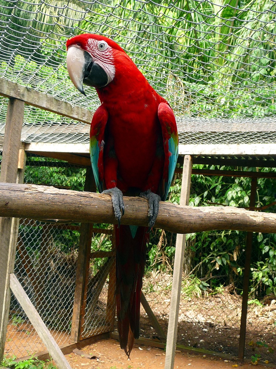 parrot red green free photo