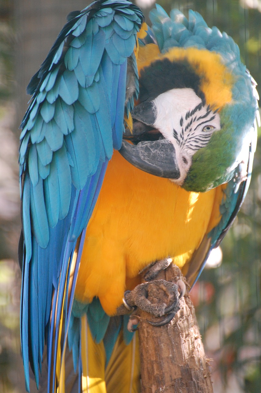 parrot colors animals free photo