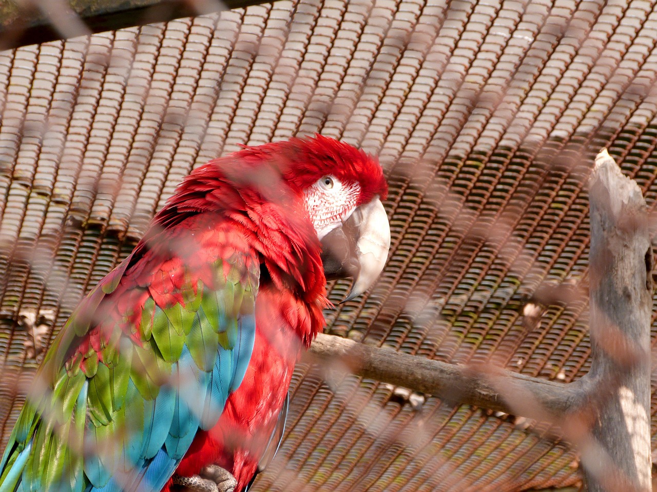 parrot ara macao free photo