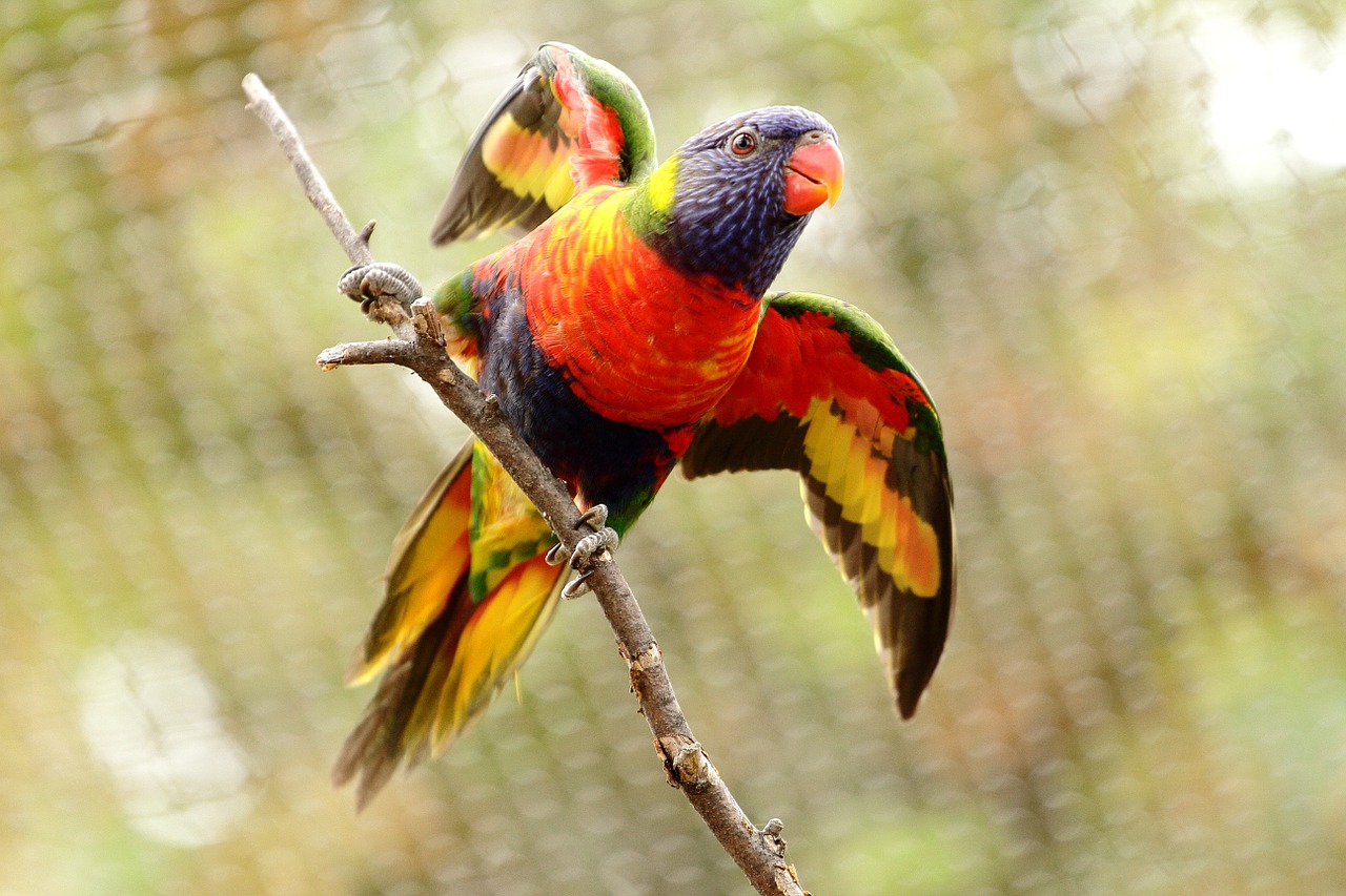 parrot bird captivity free photo