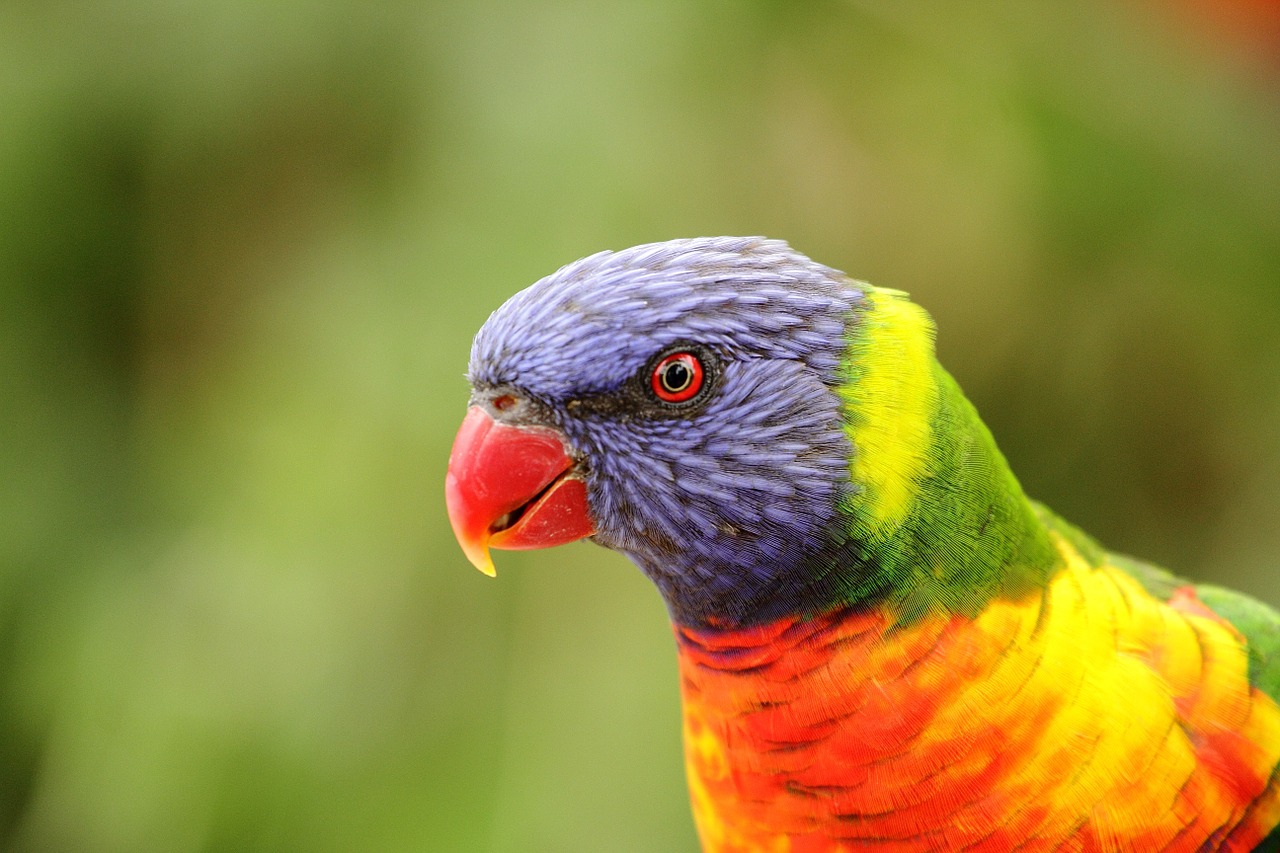 parrot portrait feather free photo