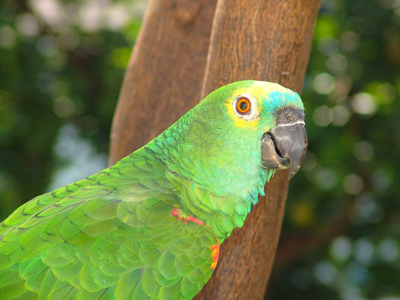 parrot tropical bird brazil free photo