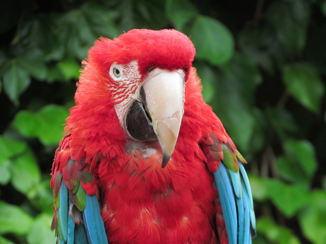 parrot zoo red free photo