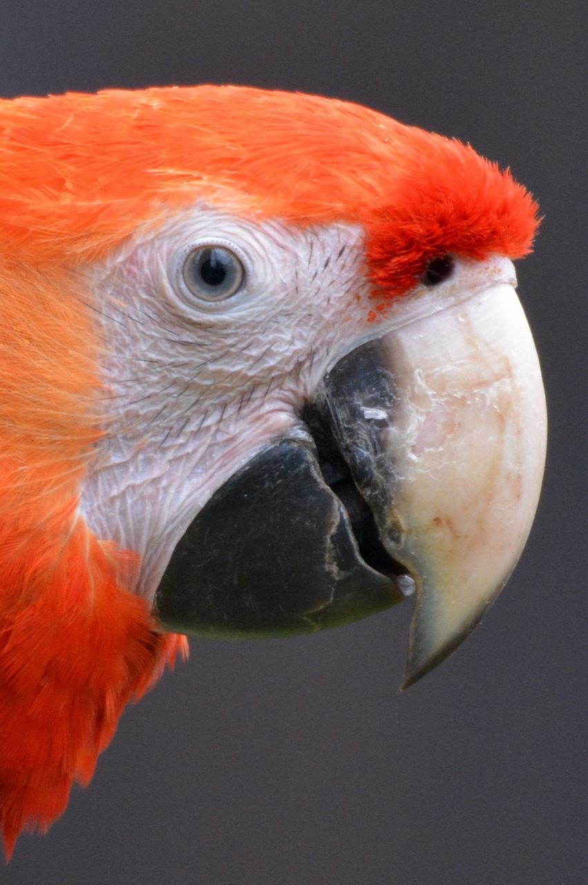 parrot animal bird free photo