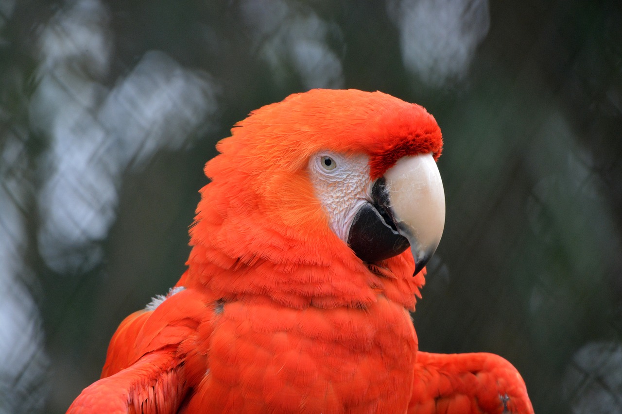 parrot animal bird free photo