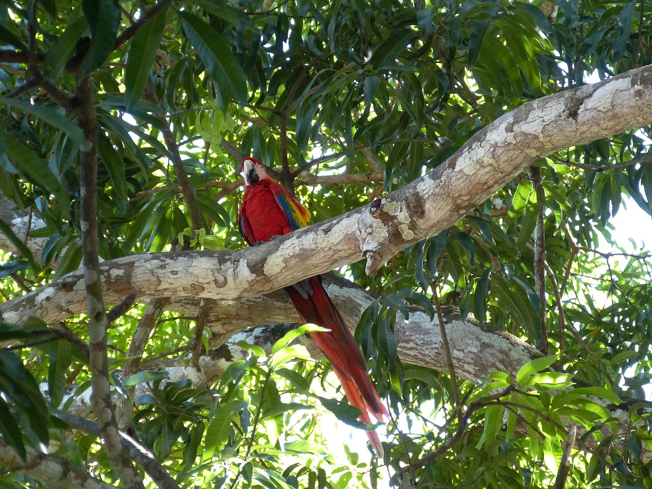 parrot bird costa rica free photo