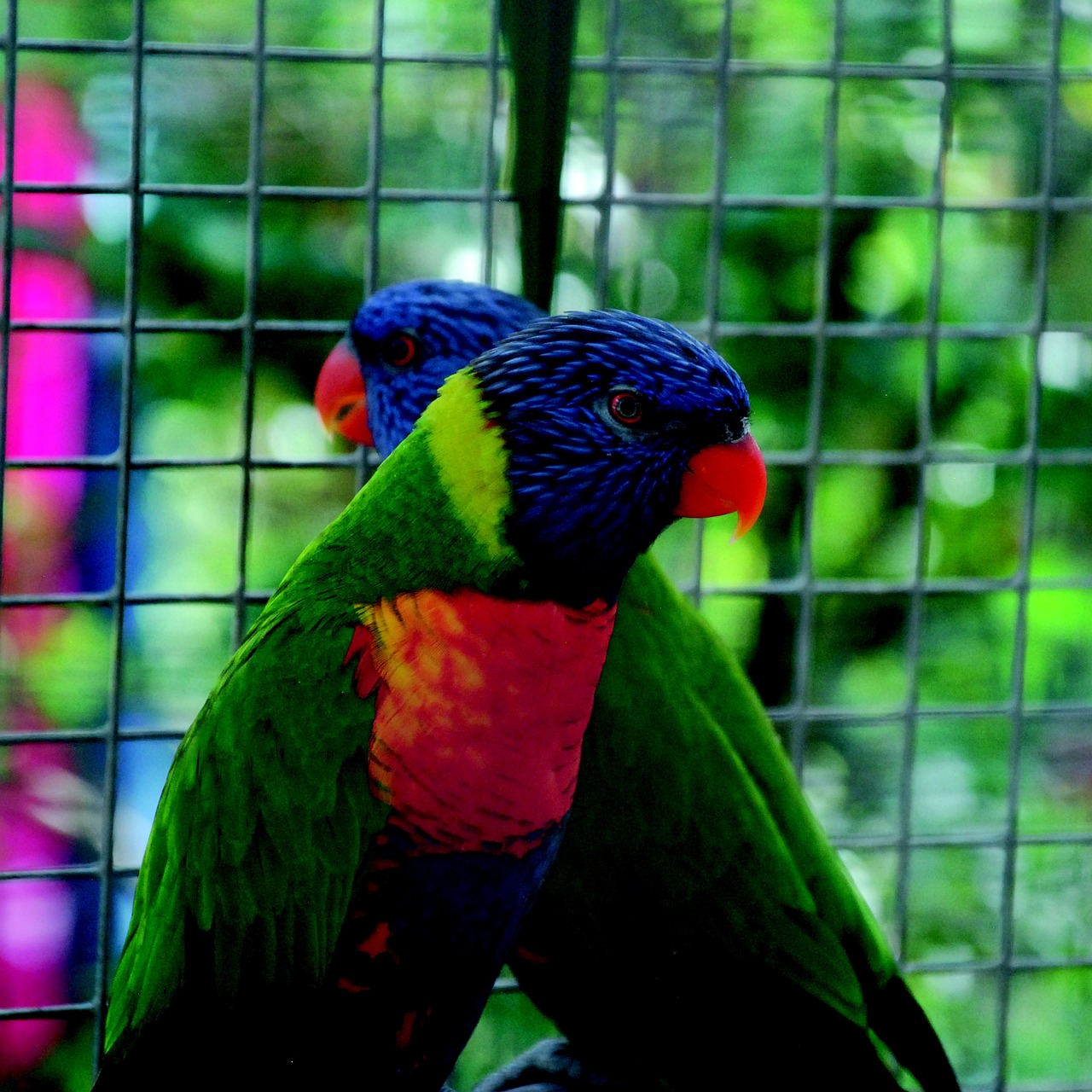 parrot colorful bird free photo