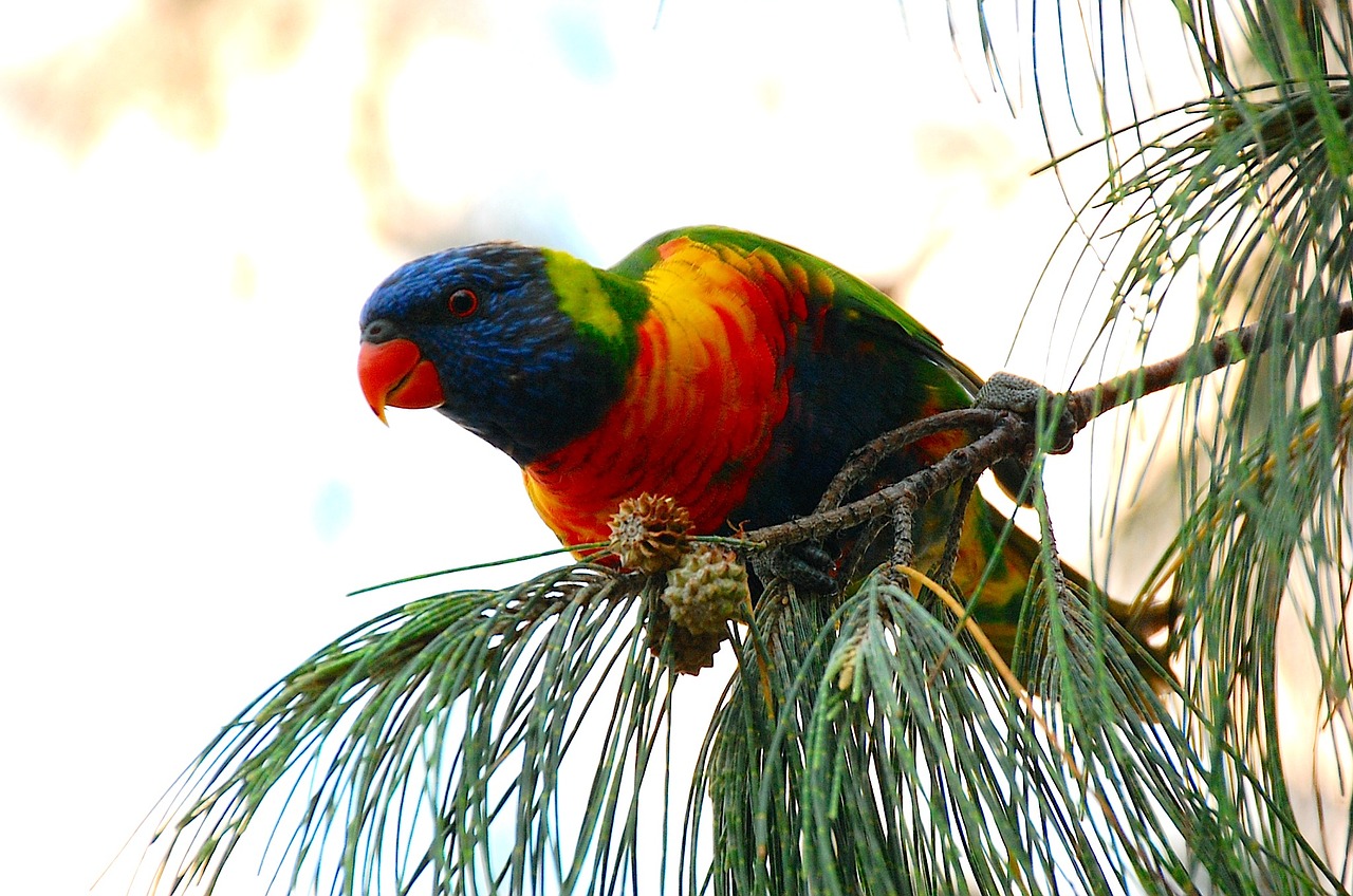 parrot bird nature free photo